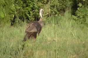Wild Turkey and Babies